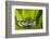 Andean Marsupial Tree Frog, Ecuador-Pete Oxford-Framed Photographic Print