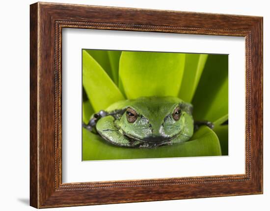 Andean Marsupial Tree Frog, Ecuador-Pete Oxford-Framed Photographic Print