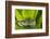 Andean Marsupial Tree Frog, Ecuador-Pete Oxford-Framed Photographic Print