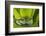 Andean Marsupial Tree Frog, Ecuador-Pete Oxford-Framed Photographic Print