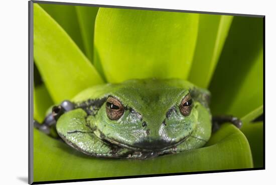 Andean Marsupial Tree Frog, Ecuador-Pete Oxford-Mounted Photographic Print