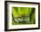 Andean Marsupial Tree Frog, Ecuador-Pete Oxford-Framed Photographic Print