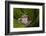 Andean Marsupial Tree Frog, Ecuador-Pete Oxford-Framed Photographic Print