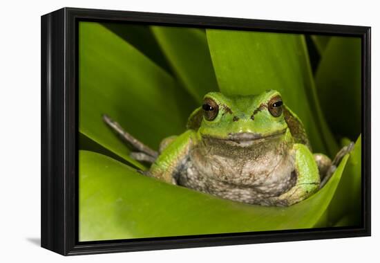 Andean Marsupial Tree Frog, Ecuador-Pete Oxford-Framed Premier Image Canvas