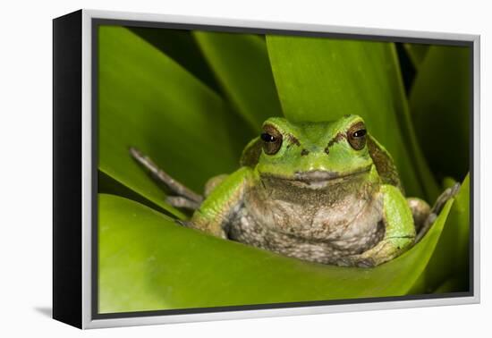 Andean Marsupial Tree Frog, Ecuador-Pete Oxford-Framed Premier Image Canvas