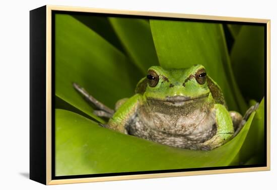 Andean Marsupial Tree Frog, Ecuador-Pete Oxford-Framed Premier Image Canvas