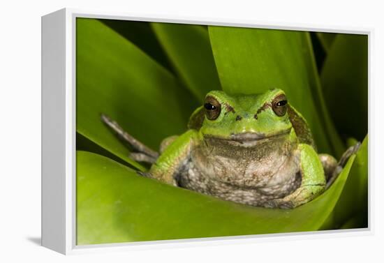 Andean Marsupial Tree Frog, Ecuador-Pete Oxford-Framed Premier Image Canvas