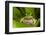 Andean Marsupial Tree Frog, Ecuador-Pete Oxford-Framed Photographic Print