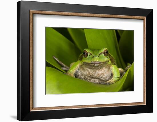 Andean Marsupial Tree Frog, Ecuador-Pete Oxford-Framed Photographic Print