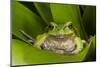 Andean Marsupial Tree Frog, Ecuador-Pete Oxford-Mounted Photographic Print