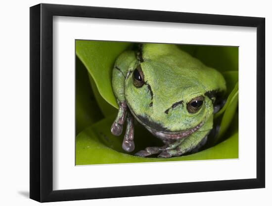 Andean Marsupial Tree Frog, Ecuador-Pete Oxford-Framed Photographic Print