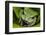 Andean Marsupial Tree Frog, Ecuador-Pete Oxford-Framed Photographic Print