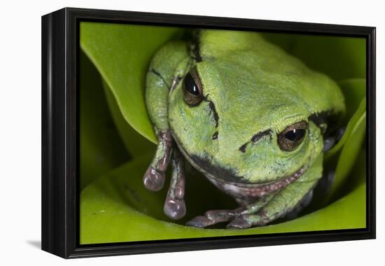 Andean Marsupial Tree Frog, Ecuador-Pete Oxford-Framed Premier Image Canvas