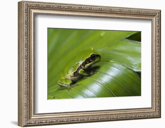 Andean Marsupial Tree Frog Froglet, Ecuador-Pete Oxford-Framed Photographic Print