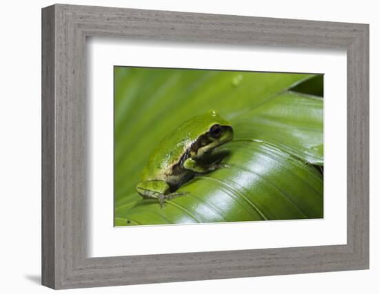 Andean Marsupial Tree Frog Froglet, Ecuador-Pete Oxford-Framed Photographic Print