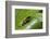 Andean Marsupial Tree Frog Froglet, Ecuador-Pete Oxford-Framed Photographic Print