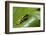 Andean Marsupial Tree Frog Froglet, Ecuador-Pete Oxford-Framed Photographic Print