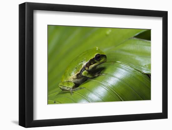 Andean Marsupial Tree Frog Froglet, Ecuador-Pete Oxford-Framed Photographic Print