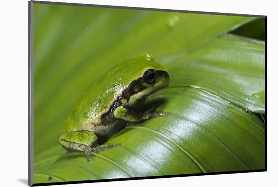 Andean Marsupial Tree Frog Froglet, Ecuador-Pete Oxford-Mounted Photographic Print