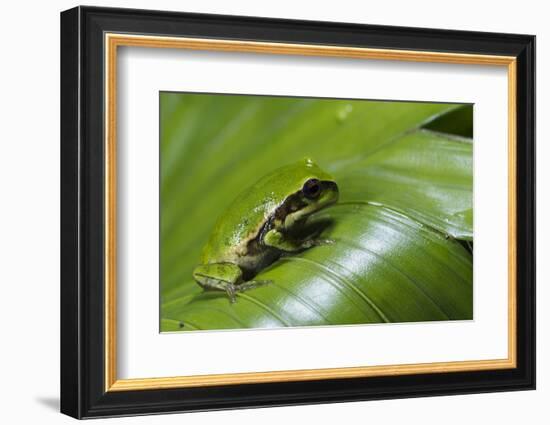 Andean Marsupial Tree Frog Froglet, Ecuador-Pete Oxford-Framed Photographic Print