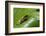 Andean Marsupial Tree Frog Froglet, Ecuador-Pete Oxford-Framed Photographic Print