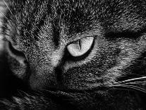 The Face Of A Cat In Black And White-anderm-Mounted Art Print