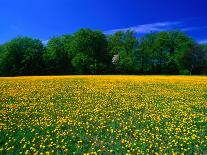 Carpet of Dandelions in Kullaberg, Skane, Sweden-Anders Blomqvist-Photographic Print