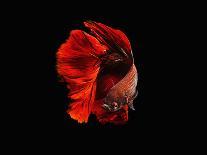 The Red-Andi Halil-Photographic Print