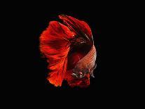 INK BETTA-Andi Halil-Framed Premier Image Canvas