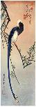 Long Tailed Blue Bird on Branch of Plum Tree in Blossom, 19th Century-Ando Hiroshige-Giclee Print