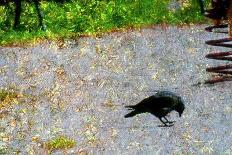 Crow-Andr? Burian-Photographic Print