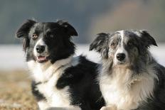 2 Border Collies-Andraz_Cerar-Photographic Print