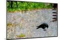 Premium Photographic Print