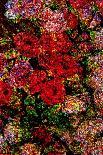 Red Flowers-Andre Burian-Giclee Print