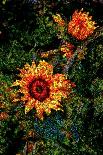 Sunflowers-Andre Burian-Giclee Print