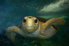 Green sea turtle (Chelonia mydas) gets cleaned by yellow tangs (Zebrasoma flavescens)-Andre Seale-Photographic Print