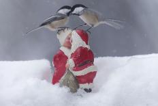 Chickadee See Chickadee Do-Andre Villeneuve-Photographic Print