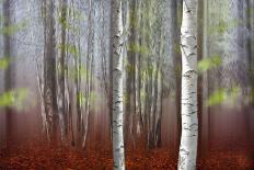 Wood Of Fall-Andre Villeneuve-Photographic Print