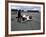 Andrea De Cesaris in a Mclaren-Cosworth MP4, British Grand Prix, Silverstone, 1981-null-Framed Photographic Print