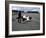 Andrea De Cesaris in a Mclaren-Cosworth MP4, British Grand Prix, Silverstone, 1981-null-Framed Photographic Print