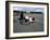 Andrea De Cesaris in a Mclaren-Cosworth MP4, British Grand Prix, Silverstone, 1981-null-Framed Photographic Print