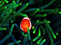 Clown Fish (Amphiprion Ocellaris)-Andrea Ferrari-Framed Photographic Print