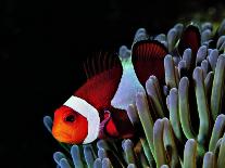 Sea Anemones (Heteractis Magnifica) and Clown Fish (Amphiprion Nigripes)-Andrea Ferrari-Framed Photographic Print