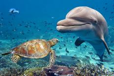 Dolphin and Turtle Underwater on Reef Background Looking at You-Andrea Izzotti-Photographic Print