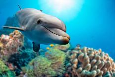 Dolphin and Turtle Underwater on Reef Background Looking at You-Andrea Izzotti-Framed Premier Image Canvas