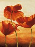Poppies in Sunlight I-Andrea Kahn-Art Print