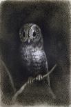Owl-Andrea Mantegna-Giclee Print
