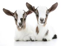 Goats 002-Andrea Mascitti-Photographic Print