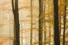 Italy, Veneto, Beech Trees-Andrea Pavan-Framed Photographic Print
