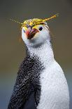 Royal Penguin-AndreAnita-Photographic Print